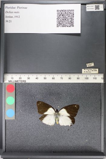 Media type: image;   Entomology 131683